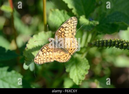 Speyeria moteado