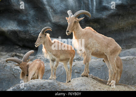 Grupo de ovejas o barbary Ammotragus lervia aoudad ( ) Foto de stock