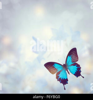 Azul de fondo de mariposas tropicales Foto de stock