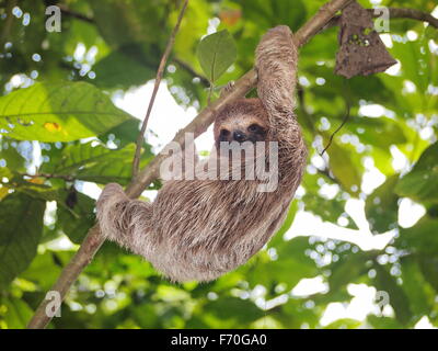Los jóvenes de color marrón-throated perezoso de tres dedos escalando en una rama en la selva, Panamá, América Central Foto de stock