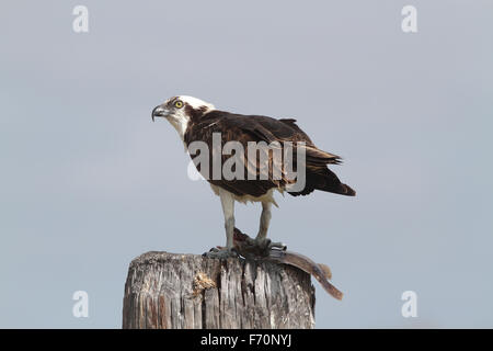 Osprey en Post con pescado Florida Foto de stock