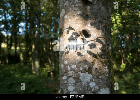 Sombra de hojas sobre un tronco de árbol cubierto de líquenes en Tehidy woods, Cornwall Foto de stock