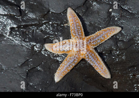 Starfish (común Asterias Rubens) Foto de stock
