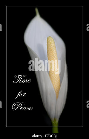 Planta de flor de lis de paz blanca Fotografía de stock - Alamy