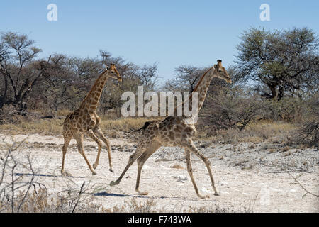 Dos jirafas en Namibia (Giraffa camelopardalis angolensis) que se ejecutan en el Parque Nacional de Etosha, Namibia