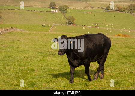 Negro el pastoreo del ganado en los campos cerca de Middleton en Teesdale,Co.Durham, Inglaterra Foto de stock