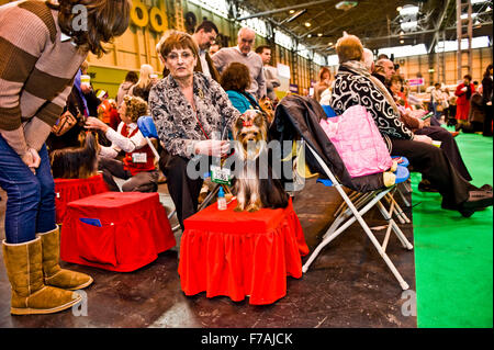 Crufts 2012 , Birmingham NEC perro obsesionado británicos Foto de stock