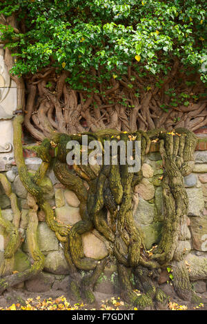Hiedra Hedera helix planta con enormes raíces masiva escalar una pared de piedra en el jardín. Foto de stock