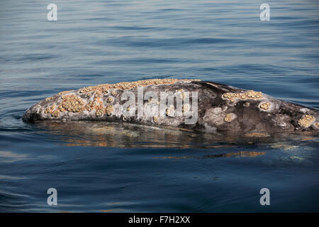 Pr5013-D. La ballena gris (Eschrichtius robustus). Cabeza está cubierta con percebes (Cryptolepas cyamid rhachianecti) y los piojos de ballena.