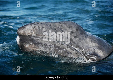 Pr5156-D. La ballena gris (Eschrichtius robustus) curiosidad de la pantorrilla. Baja California Sur, México. Photo Copyright © Brandon Cole. Todos los derechos reservados Foto de stock