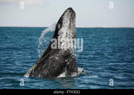 Pr5272-D. La ballena gris (Eschrichtius robustus) Infracción juvenil enredados en una trampa para langostas línea. La cuerda está atrapado en la boca. Foto de stock