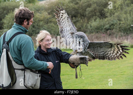 Un gran búho gris que llega a la tierra en una mano enguantada de mujer en el Centro de Aves Rapaces de Cornualles cerca de Newquay