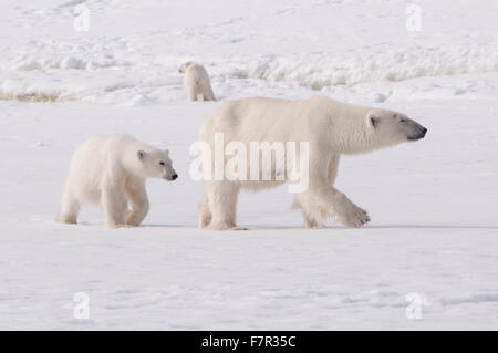 Una familia de osos polares (Ursus maritimus), madre y sus crías en el hielo marino en Svalbard, Sallyhamna Foto de stock