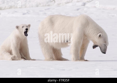 Wild los osos polares (Ursus maritimus), una madre y un cachorro bostezo después de comer en Sallyhamna, Svalbard