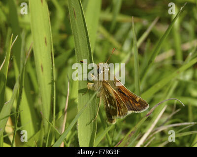 Plata-spotted Skipper butterfly, macho Foto de stock