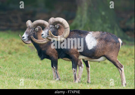 Muflones, Ovis orientalis, Baja Sajonia, Alemania Foto de stock