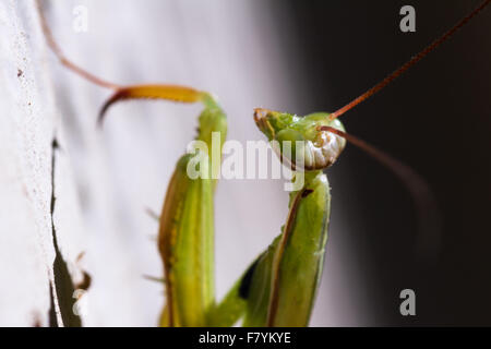 Primer plano de un verde mantis arrastrándose en el suelo Foto de stock