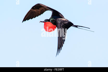 Fragatas macho en vuelo en plumaje nupcial Foto de stock