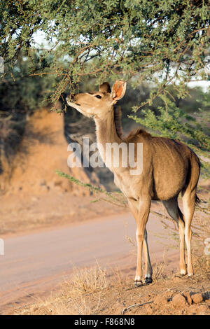 Hembra kudu Mayor (Tragelaphus strepsiceros) - Reserva Natural del Okonjima, Namibia, África