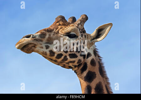 Jirafa (Giraffa camelopardalis), cerca de la cabeza contra el cielo azul Foto de stock