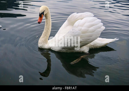 Pato blanco hermoso en Hallstatt Lago Foto de stock