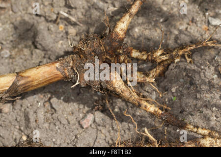La alcachofa, raíz, raíces, stock, de raíz raíz principal, Echter, Pastinake Pastinak, Hammelsmöhre, Wurzel, Knolle, Pastinaca sativa Foto de stock