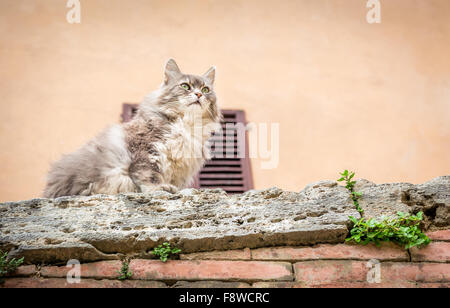 Lindo pelo largo gato doméstico en una pared. Foto de stock