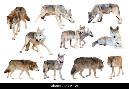 Conjunto de unos lobos. Aisladas sobre fondo blanco con sombra Fotografía  de stock - Alamy