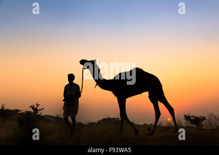 Puesta de sol, la silueta de un hombre sujetando las riendas de su camello, camello Feria de Pushkar, Pushkar, Rajastán, India Foto de stock