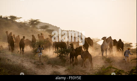 Los camellos en el camino a Pushkar Mela al atardecer, Feria de camellos de Pushkar, Rajastán, India Foto de stock