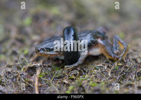 Leech (SubCl. Hirudinea) comer rana (O. Anura), región ThompsonNicola, British Columbia. Foto de stock