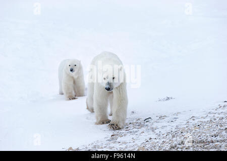 El oso polar (Ursus maritimus), hembra y un cachorro del año, Cabo Churchill, Parque Nacional Wapusk, Manitoba.