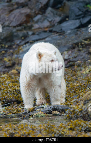 Espíritu oso (Ursus americanus kermodei) forrajeando en la zona intermareal, Great Bear Rainforest, British Columbia, Costa central Foto de stock