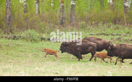 Manada de bisontes corriendo con los terneros en un prado, Elk Island National Park, Alberta, Canadá Foto de stock