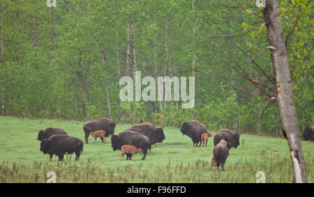 Manada de Búfalos con terneros en un prado, Elk Island National Park, Alberta, Canadá Foto de stock