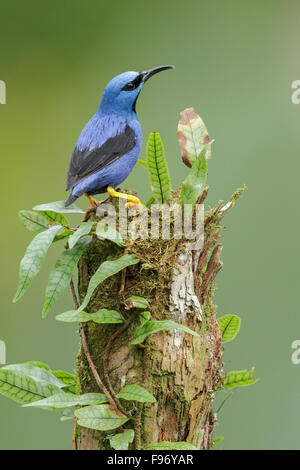 El mielero brillante (Cyanerpes lucidus) posado en una rama en Costa Rica.