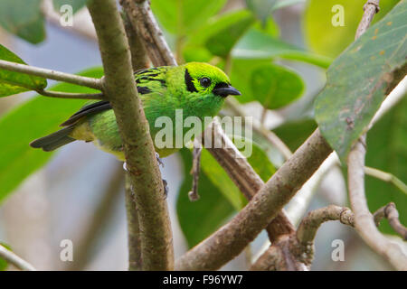 Emerald Tangara Tangara (Florida), posado en una rama en Costa Rica, Centroamérica.