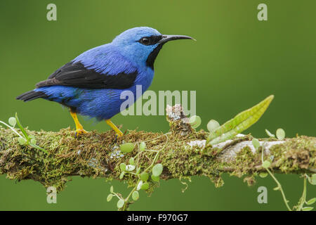 El mielero brillante (Cyanerpes lucidus) posado en una rama en Costa Rica.