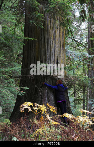 Las mujeres abrazan cerca de cedro rojo grande kokanee Glacier Park, Columbia Británica, Canadá Foto de stock