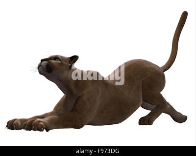 El Puma, también llamado de montaña o puma es un depredador de emboscada y persigue una amplia variedad de presas de stock - Alamy