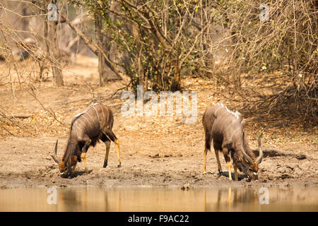 Dos hombres Nyalas bebiendo de un abrevadero, Mana Pools, Zimbabwe Foto de stock