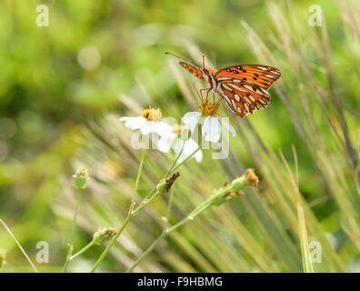 Speyeria mariposa sobre flores silvestres Foto de stock