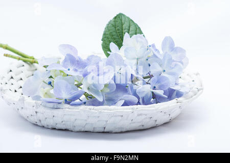 En una canasta de hortensias azules sobre fondo blanco. Foto de stock