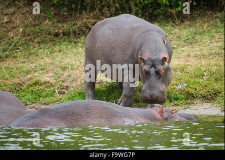 Hipopótamo (Hippopotamus amphibius) en el canal de Kazinga, el Parque Nacional Queen Elizabeth, Uganda Foto de stock