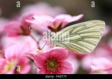 Verde Blanco veteado Pieris napi mariposa sobre la cabeza de la flor en un jardín inglés Foto de stock