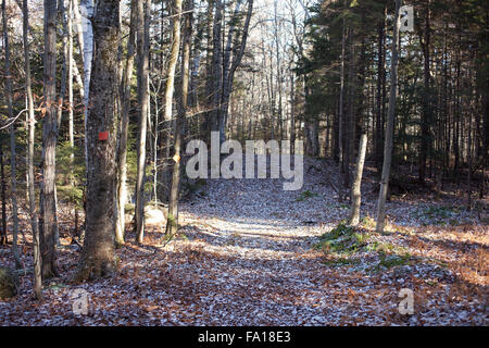 Frosty ruta a través del Savoy Mountain State Forest a finales del otoño, el Savoy, Massachusetts. Nota sendero rojo marcador.
