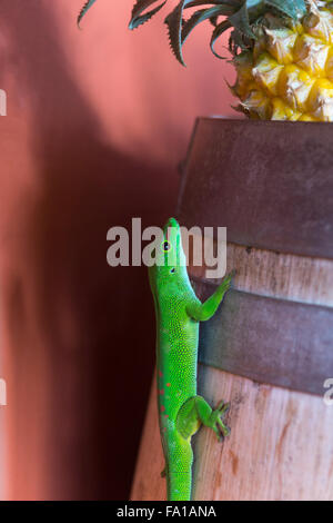 Un Day Gecko de Madagascar (Phelsuma madagascariensis), que se encuentra en un viejo barril de ron en Mauricio Foto de stock