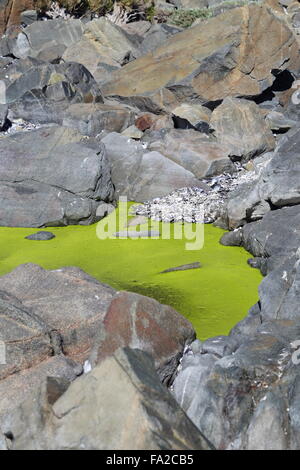 Llena de alga verde brillante piscina rock en la costa rocosa de Yzerfontein en la costa oeste de Sudáfrica Foto de stock