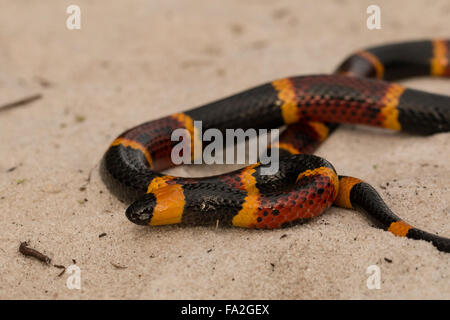 colmillos de serpiente de coral oriental