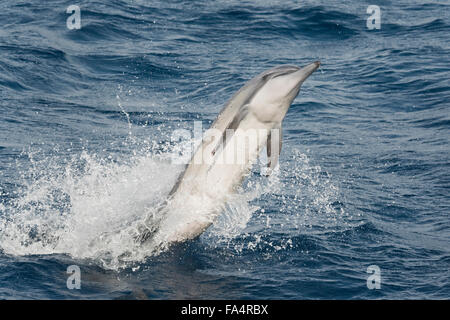 Hawaiian/grises, Delfines, Stenella longirostris, spinning, Maldivas, Océano Índico.